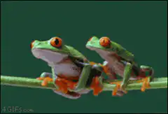 Two frogs mating and falling off branch