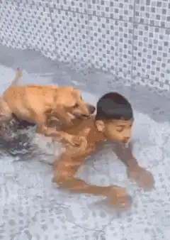 Dog performs CPR on man in pool