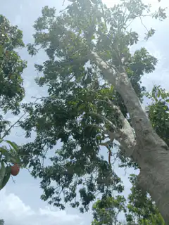 View from a tall tree looking down