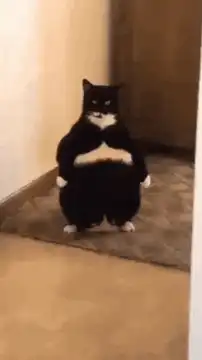 Sitting fat cat