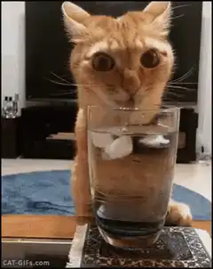 cat staring at glass of water