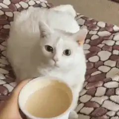 white cat licks coffee