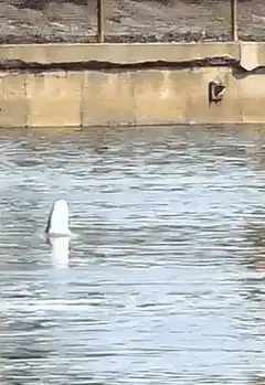 seagull takes off from water