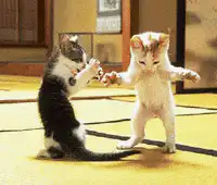 two kittens boxing