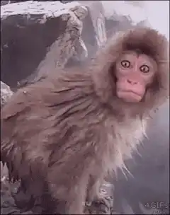 Shocked monkey face
