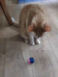 cat plays with ball