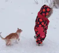 Cat jumps on child in snowsuit