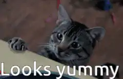 Cat looks up with paw on ledge