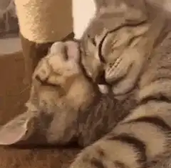 Two tabby cats cuddling and sleeping