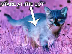 Stare at the dot kitten illusion