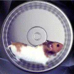 hamster running in a wheel