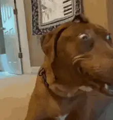Dog with wide shocked eyes