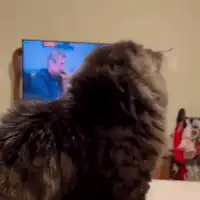Cat turns head with wide shocked eyes