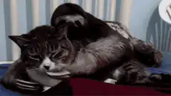 sloth hugging cat