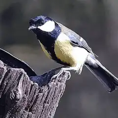 Great Tit bird on a stump