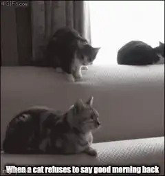 Cat jumps over another cat