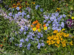 colorful pansy flower bed