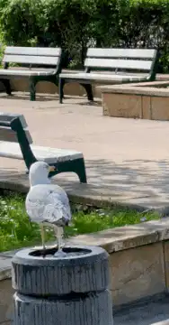 seagull standing on tire