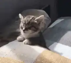 Sleepy kitten yawning and stretching