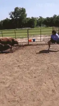 Cow charges and knocks over person