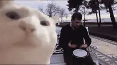 Cat head bobbing to drum music