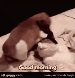 Puppy wakes up cat good morning