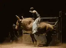Bull rider being thrown off