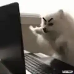 angry dog typing on laptop