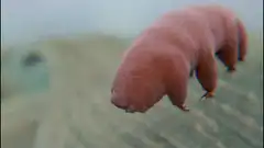 Pink tardigrade floating and turning