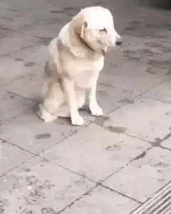 Dog bows down to people