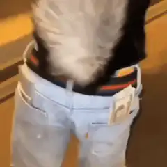 Dog wearing jeans and sneakers