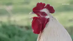 Rooster Crowing Close Up