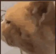Orange cat head tilt