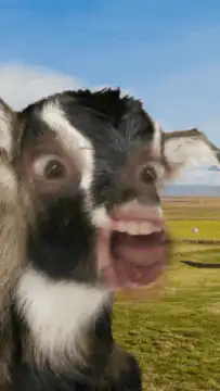 Goat with human mouth laughing
