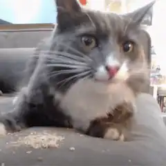 cat licking crumbs