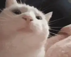 white cat close up sleepy face