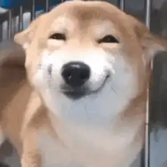 Smiling Doge Dog