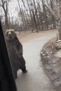 Bear walks alongside safari bus
