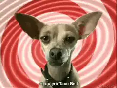 Hypnotized Chihuahua Taco Bell