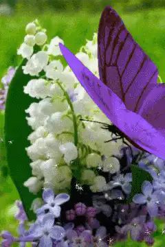 purple butterfly on lily of the valley