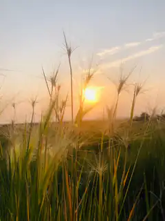 sunrise through tall grass