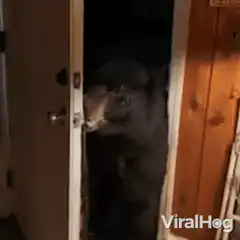 Bear closes door behind it