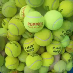 Puppy buried in tennis balls