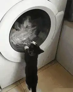 kitten playing with washing machine