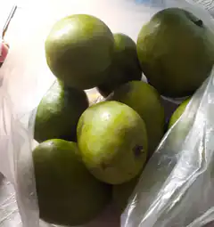 green mangoes in plastic bag
