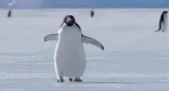 Penguin waddling on ice