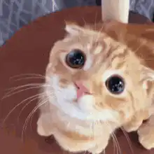 Orange cat with big eyes looking up