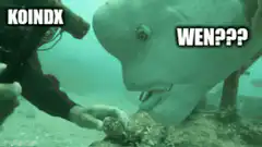 Diver hits fish with hammer