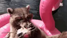 Raccoon eating on pink flamingo float