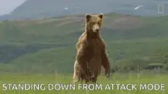 Bear standing down from attack mode